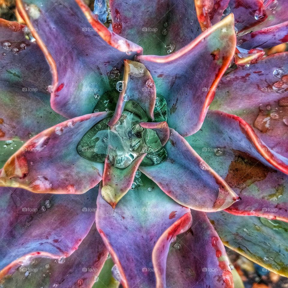Purple succulent after the rain