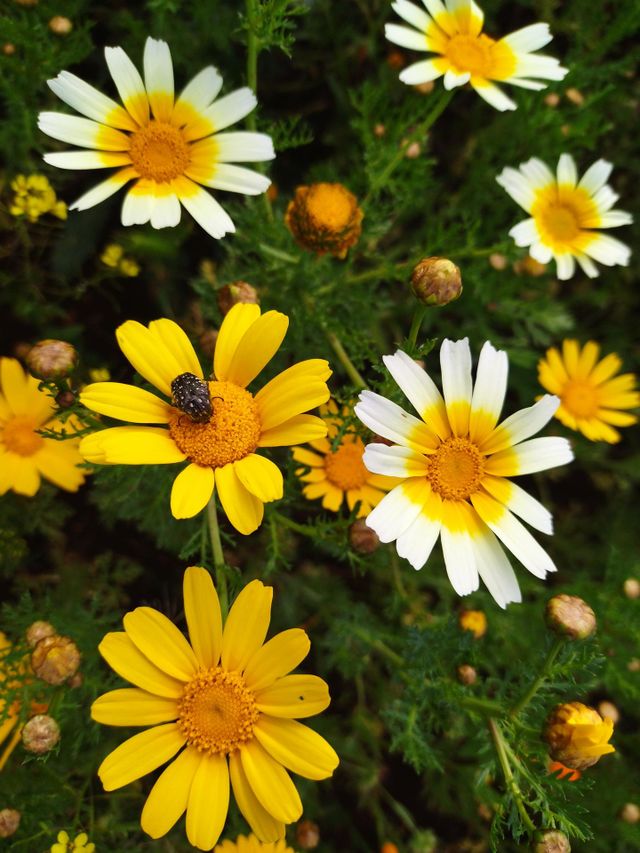 a life in the garden flowers