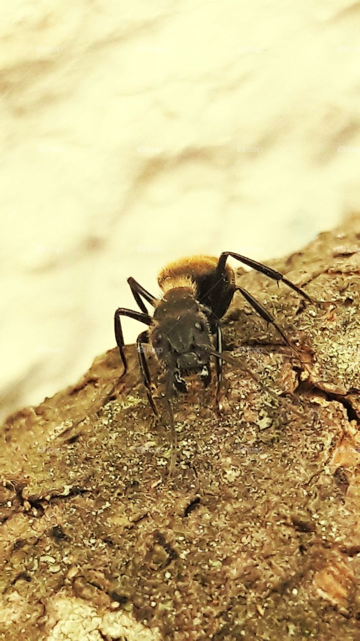 animales de jardin: hormiga negra