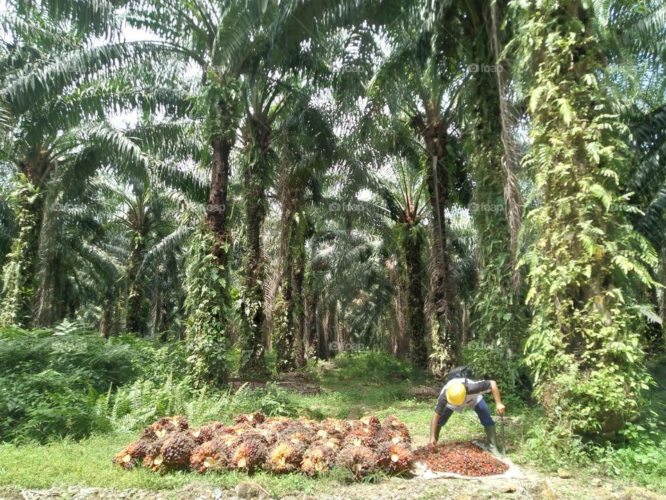 The harvested palm oil is ready to be transported to the factory.