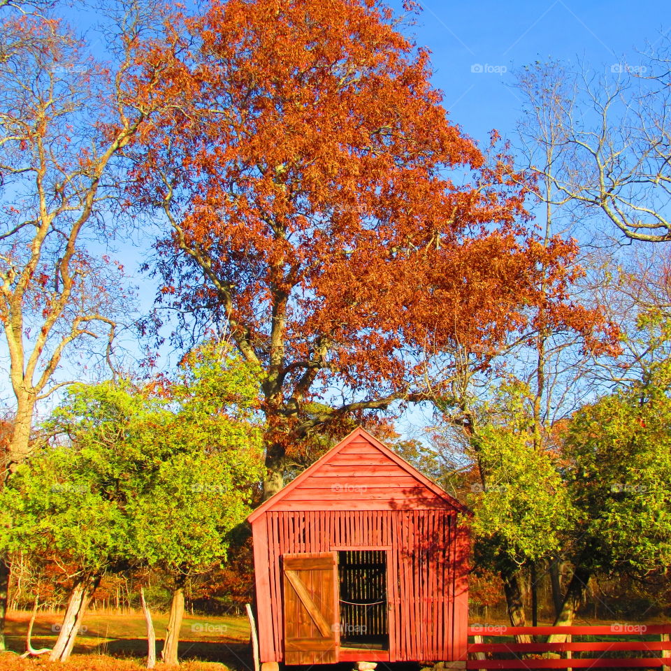 red barn. a bright red barn abandoned in autumn.