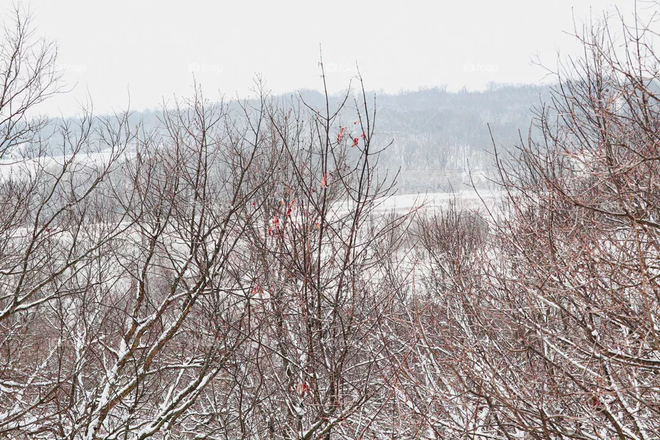 snowy view