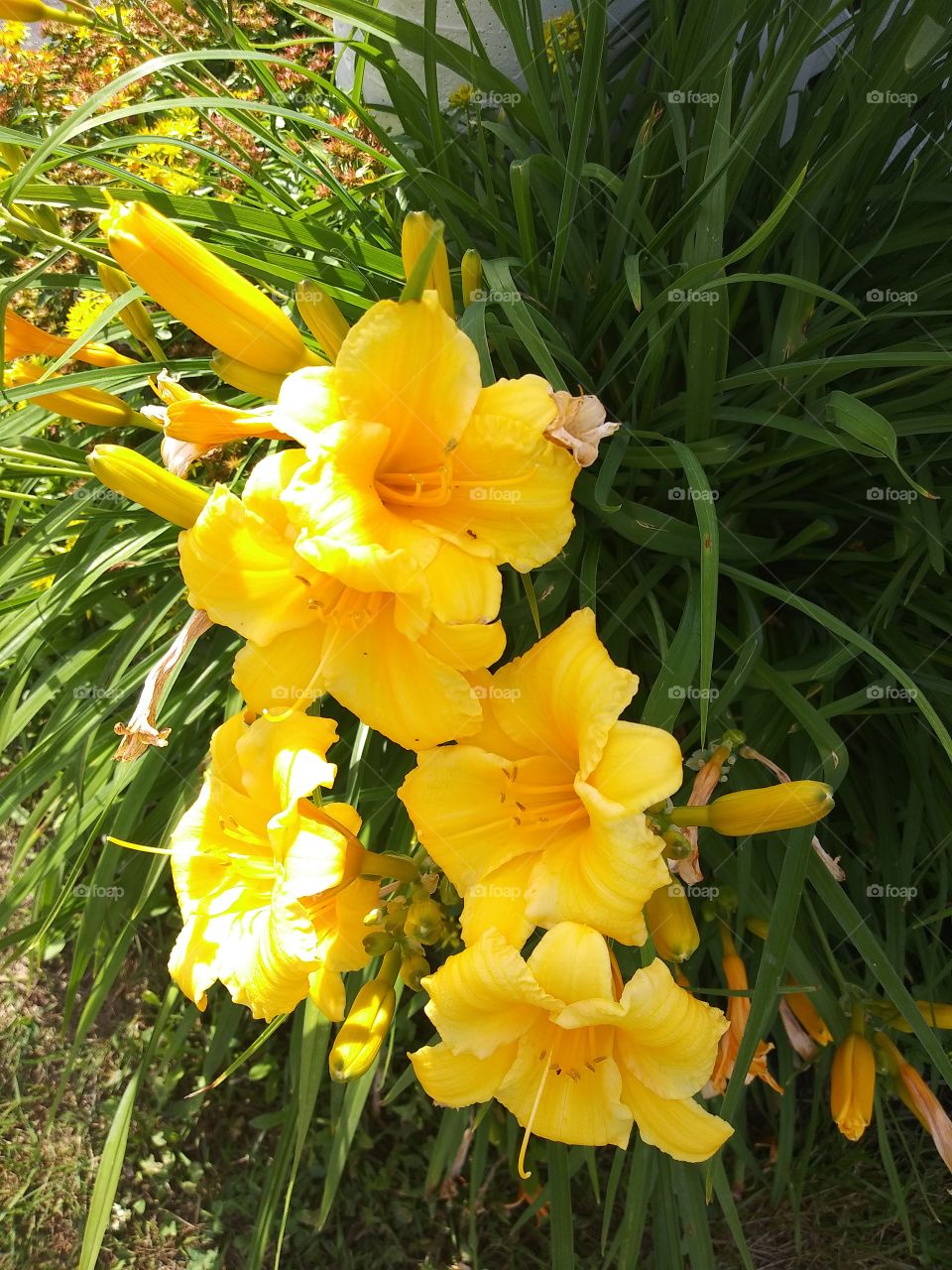 yellow day lilies in bloom