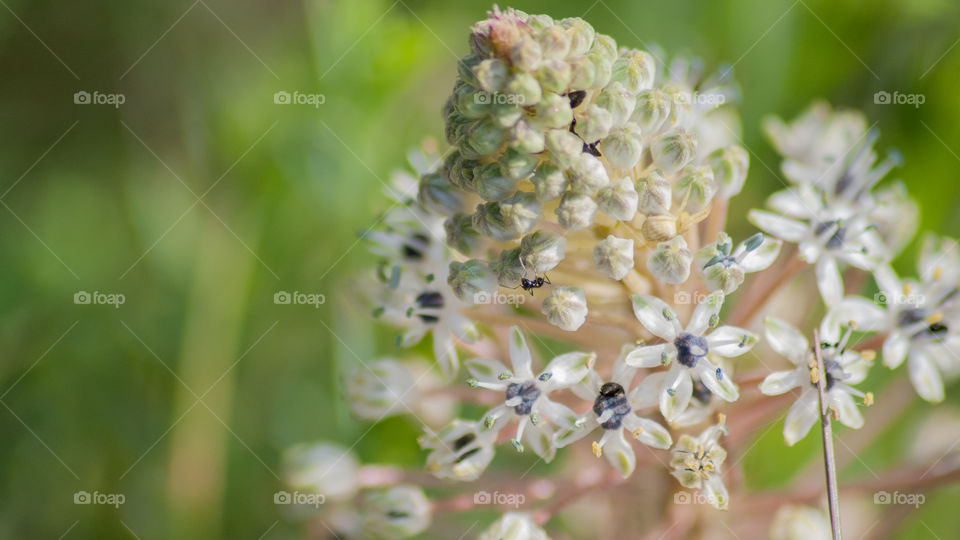 white and green flowers