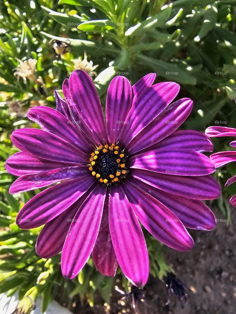 Flor compuesta rosa