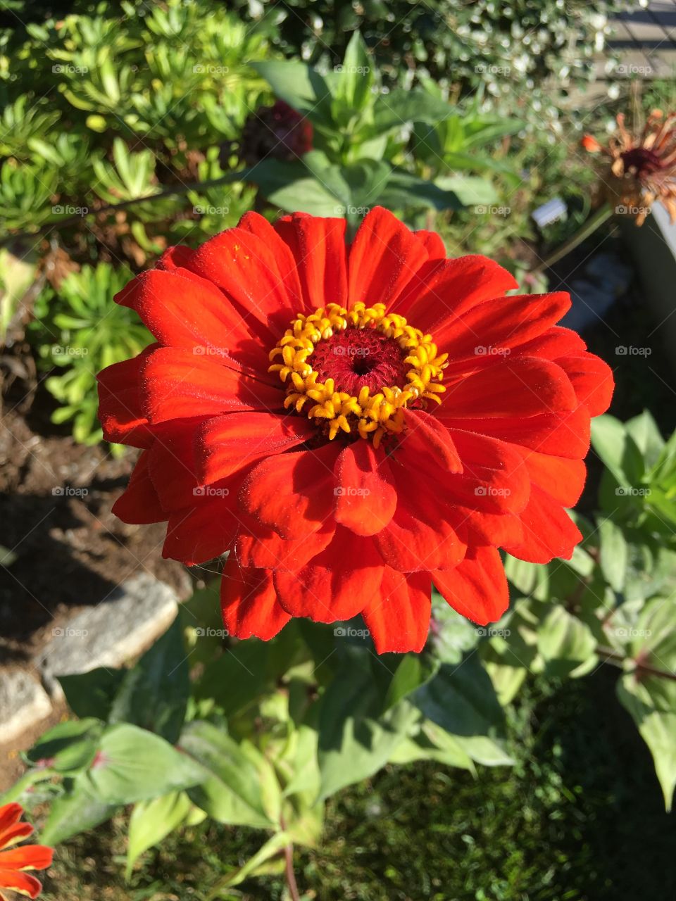 Red Zinnia