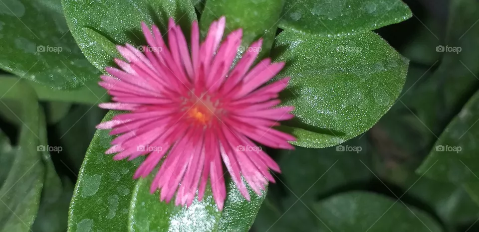 Flower🌺