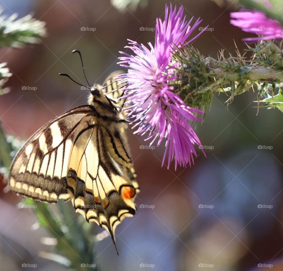 Swallowtail