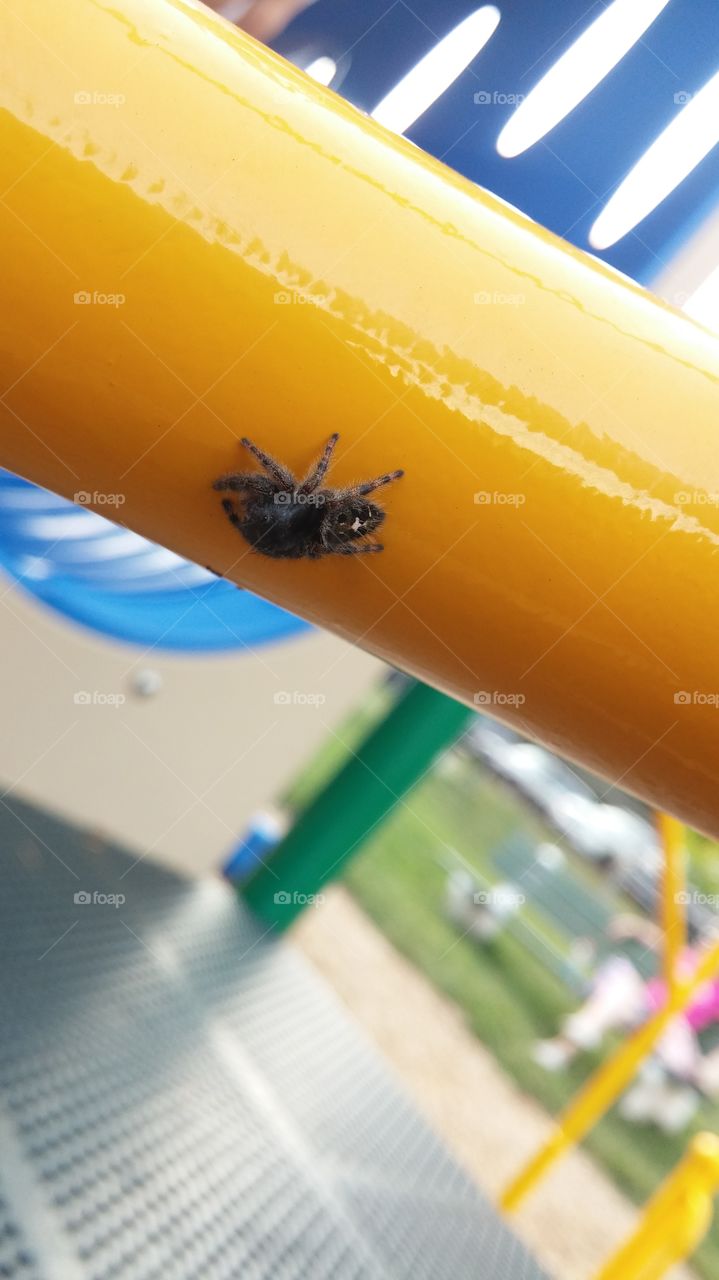 Spider at the playground