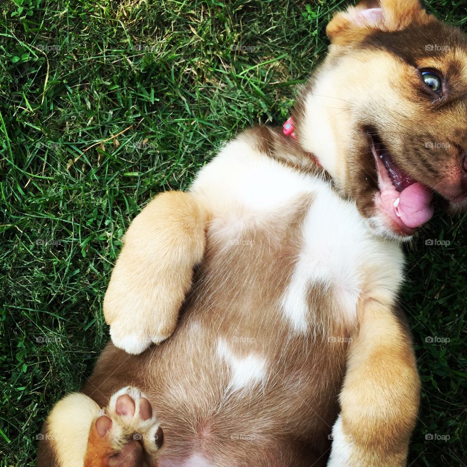 Puppy with heart on tummy