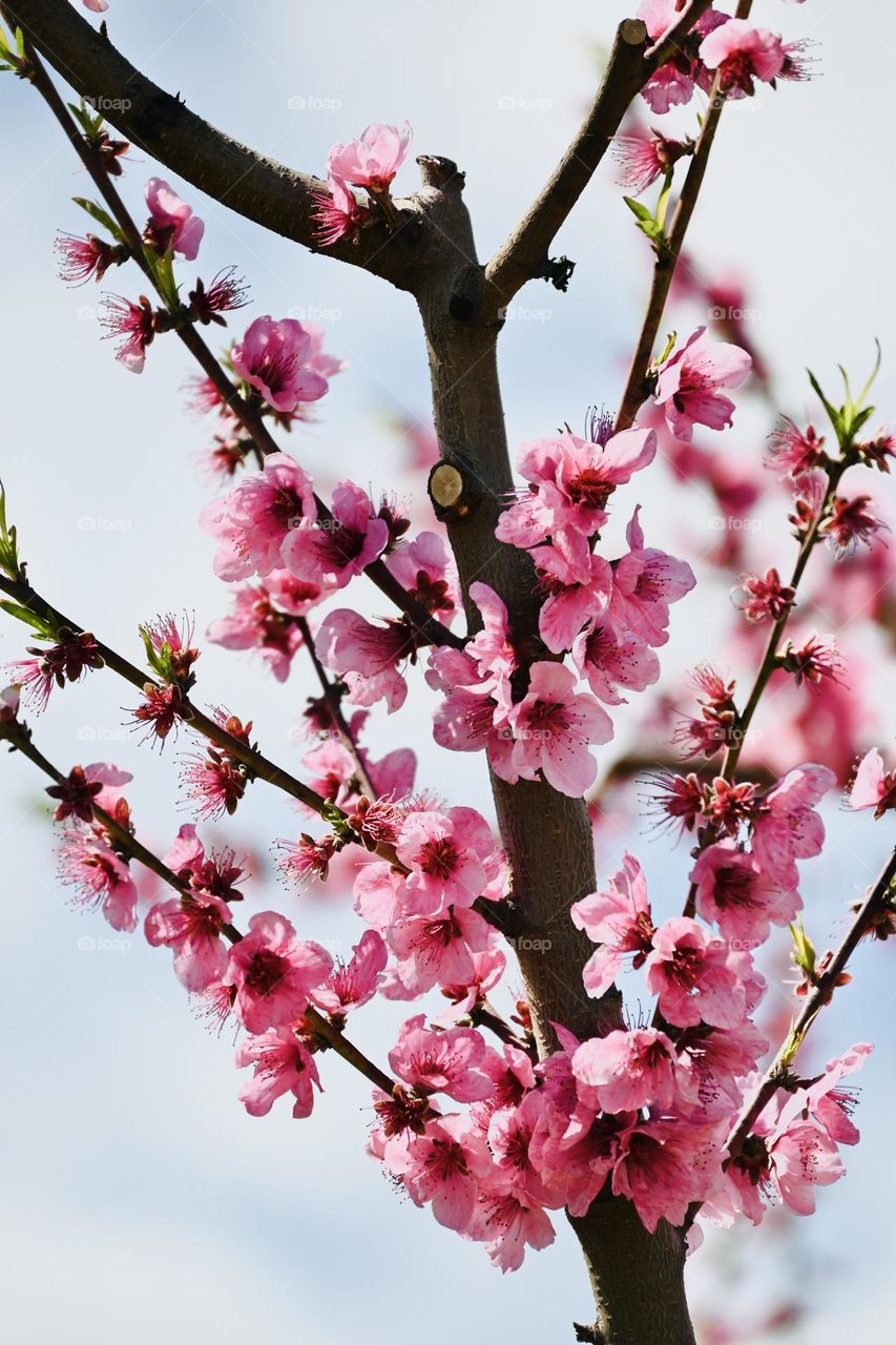Spring peach blossom 