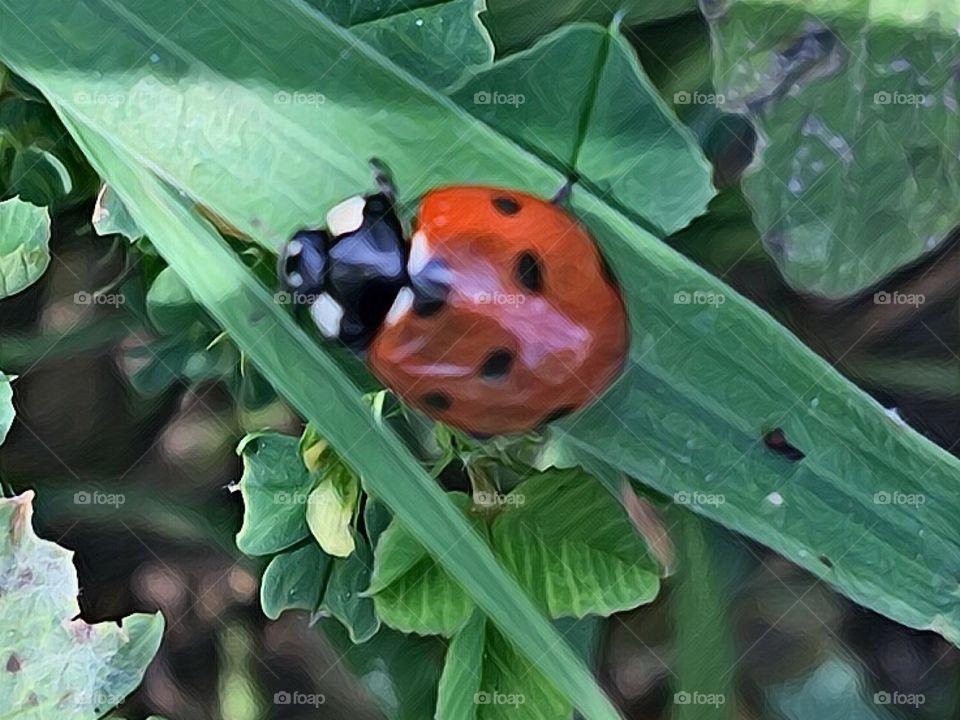 Ladybirds close up 