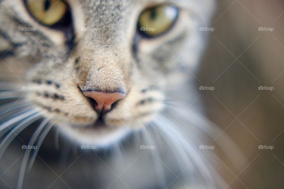 Close up of this curious cat's face 