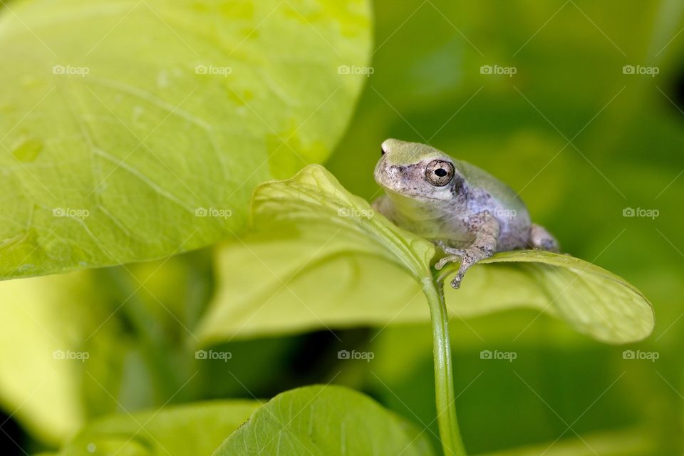 Green frog