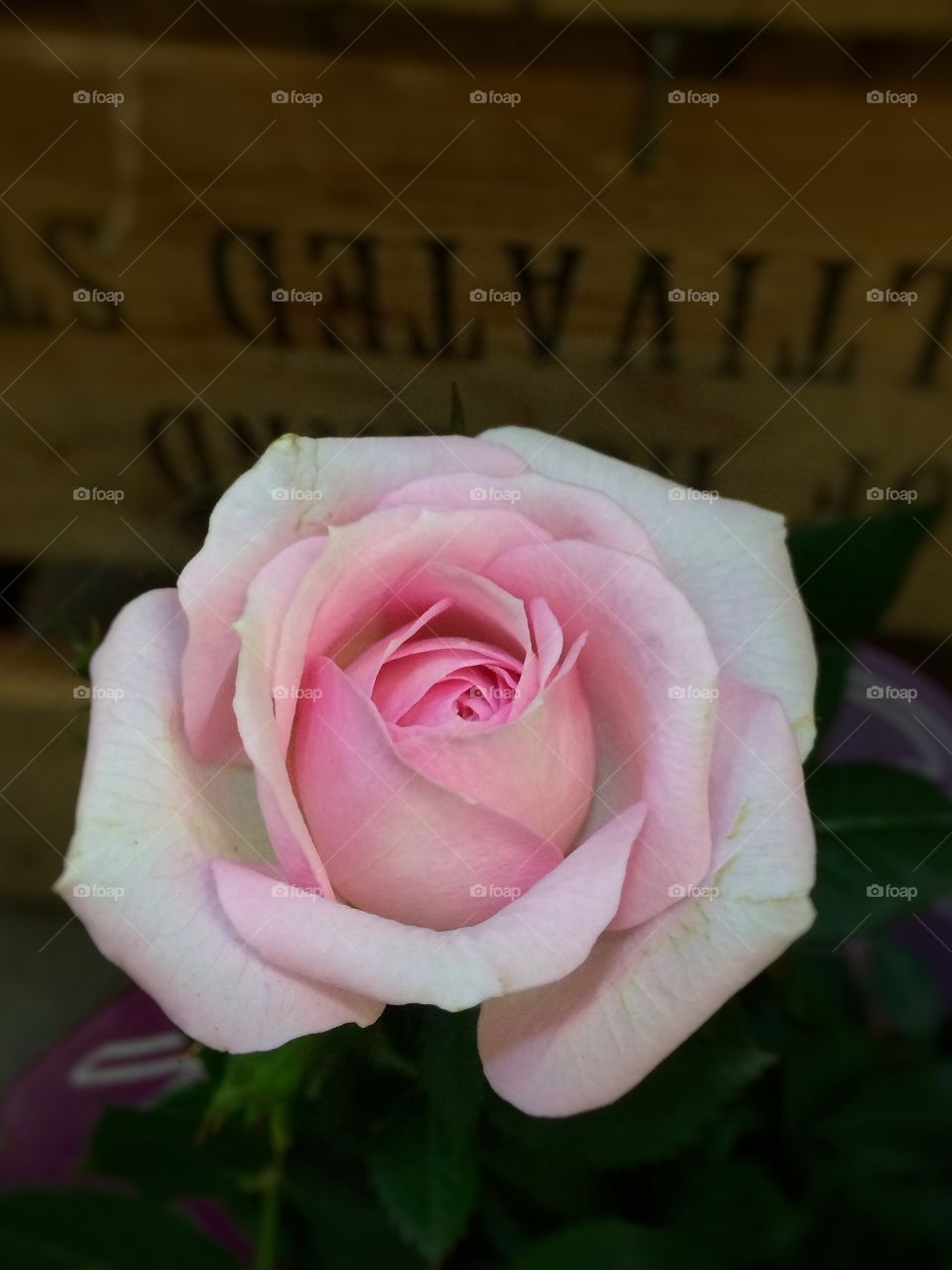 Pink Rose on a market stall in the UK 