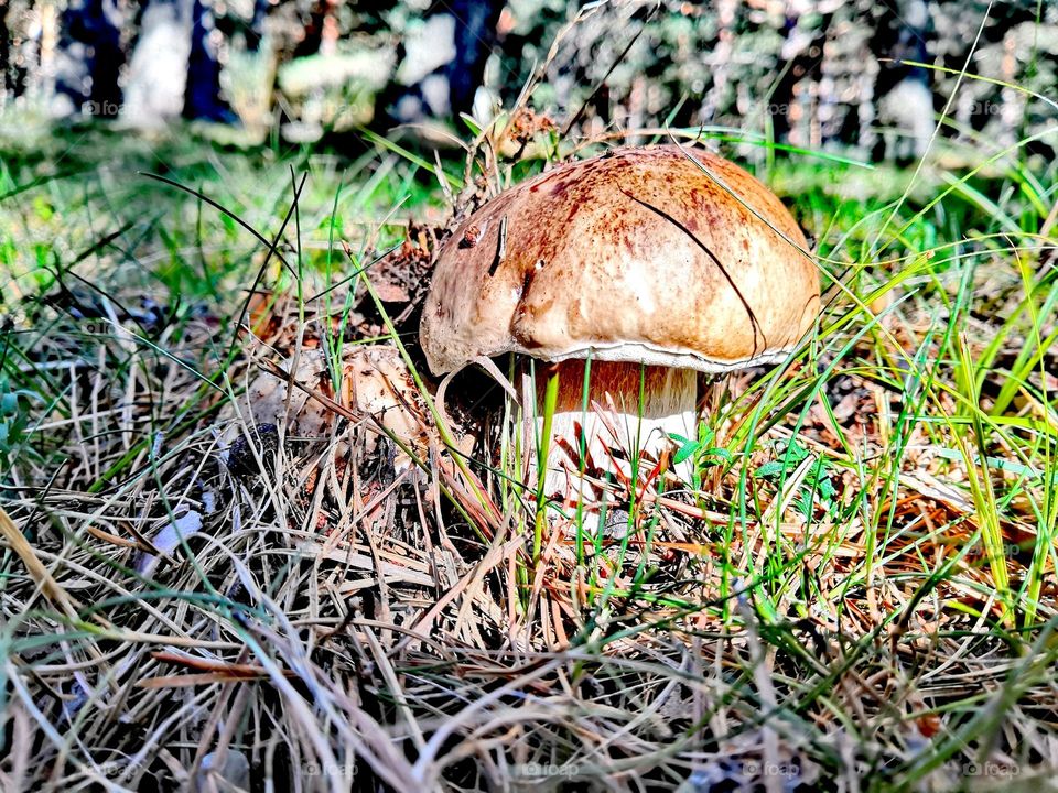 Hongo boletus
