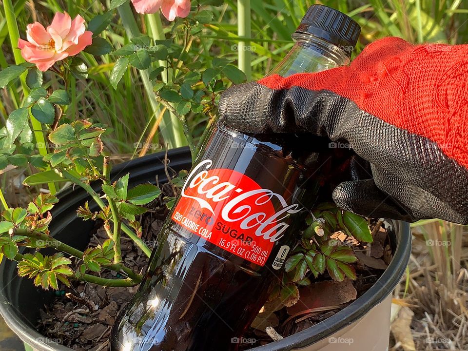 Have a refreshing drink of Coca Cola while gardening.