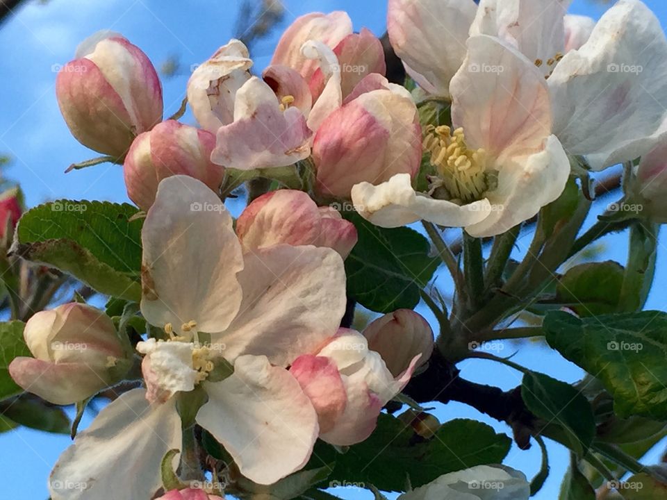 It’s apple blossom time.
