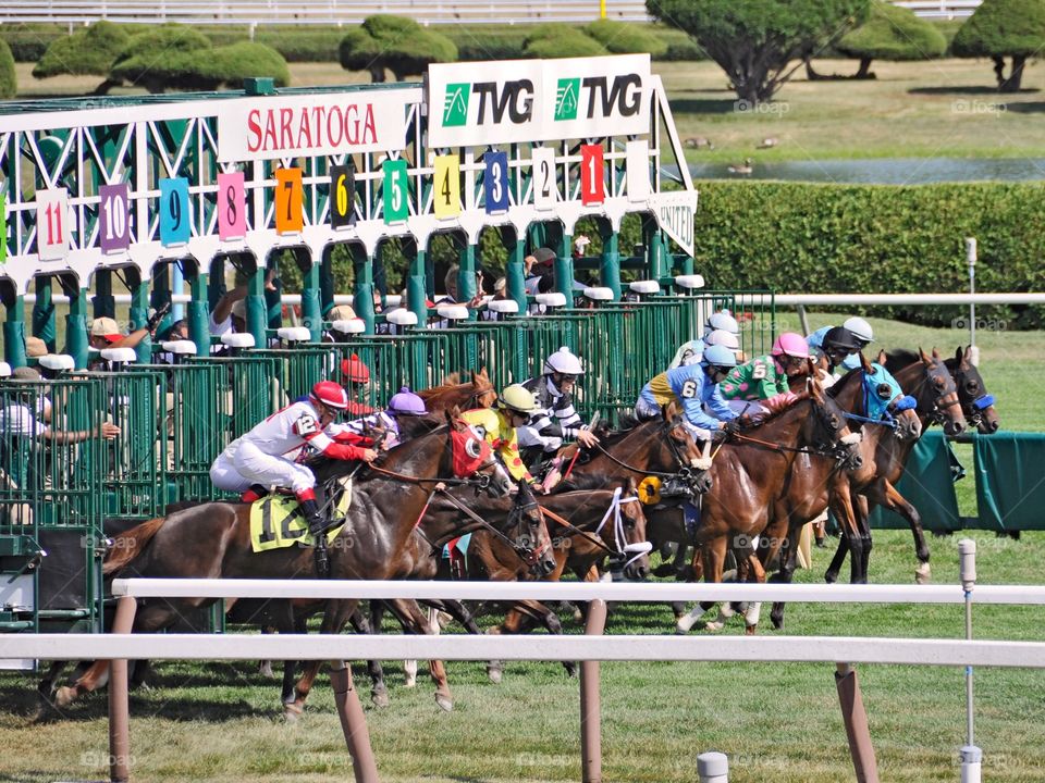 They're off at Saratoga. Opening day at Saratoga! Turf racing at the SPA and breaking from the starting gate. 