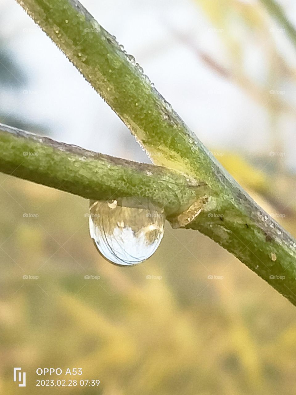 a Mustard plant with dew drops