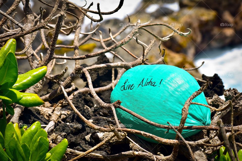 Live Aloha! Coconut found on a sea cliff on the Big Island of Hawaii