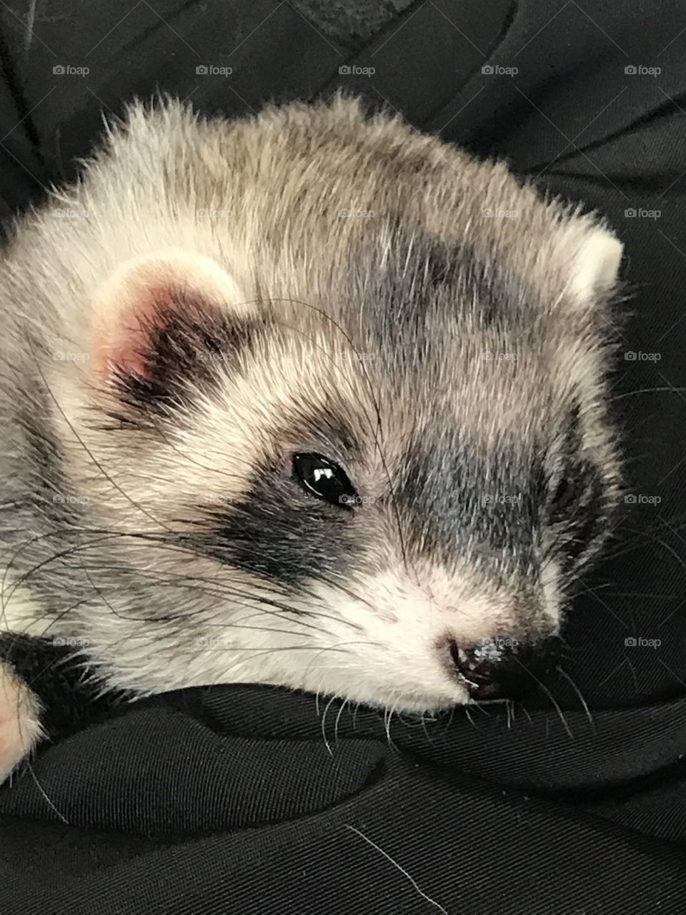 Ferret