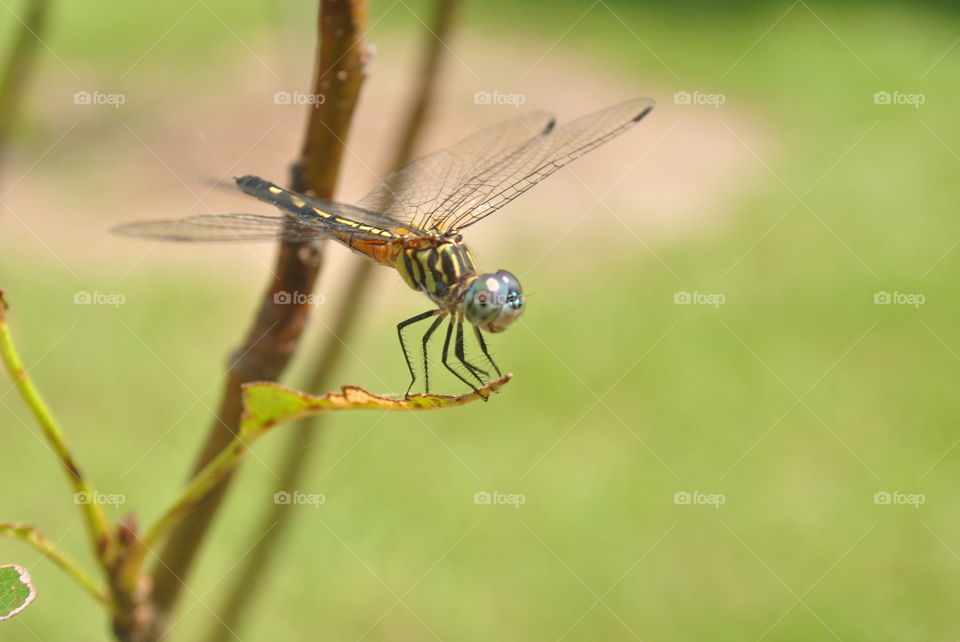 A close-up of a dragonfly