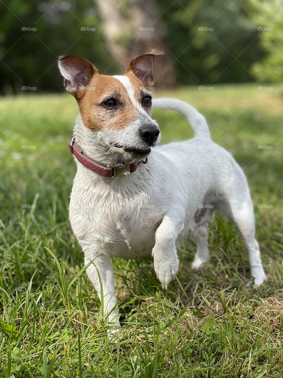 Beautiful day with Jack Russel after swimming