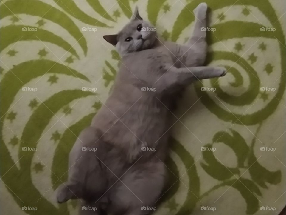 Питомец отдыхает