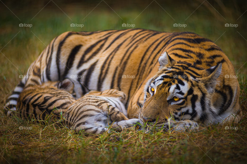 Mom tigress with her babies