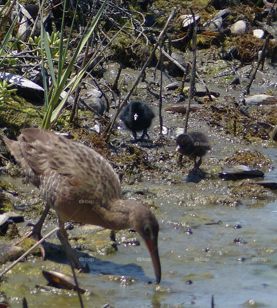 California Clapper Rail chicks #1