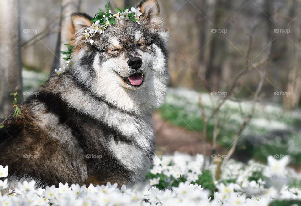 Portrait of a young Finnish Lapphund dog wearing a flower wreath 