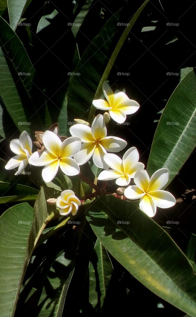 Blooming tropical exotic Plumeria flowers surrounded by green leaves.
It is a bouquet of white beautiful flowers with yellow center that hanging in
Plumeria tree in sunny day of july