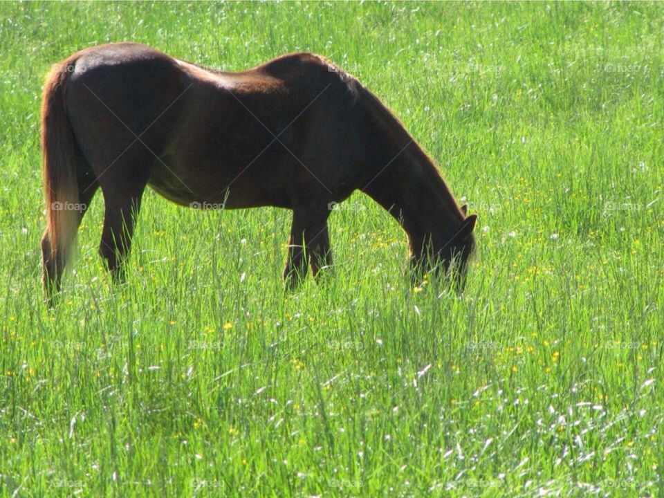 Horse in field. Horse eating in a field 