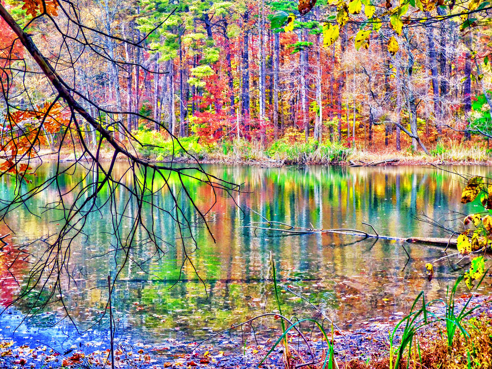 Reflection of autumn trees