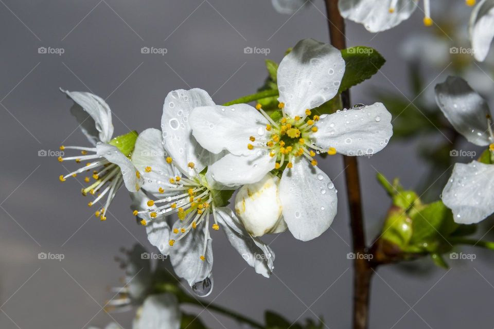 Branch of cherry blossoms during the rain.