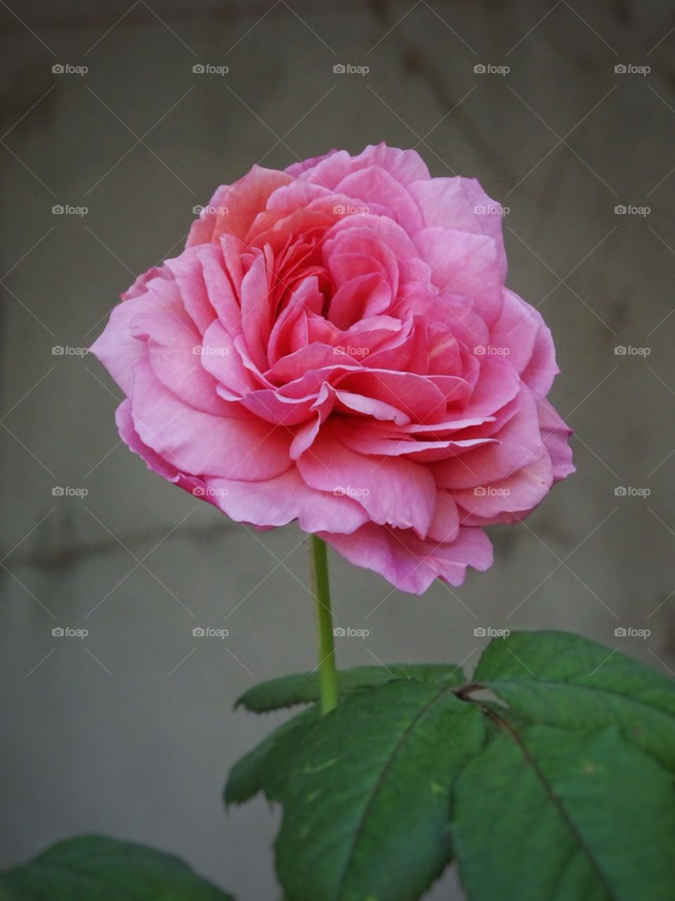 Pink rose 