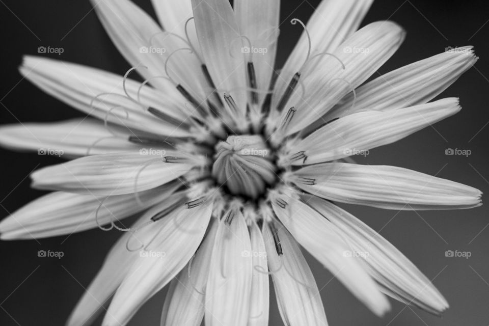 Flower in black and white 