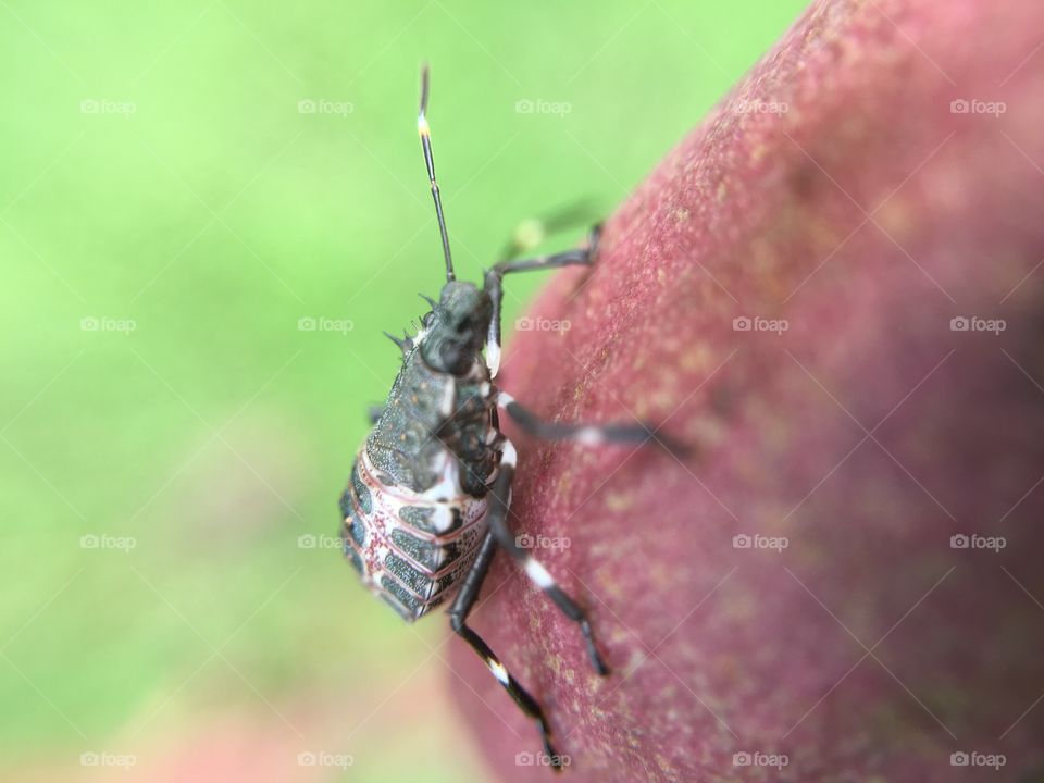 Beetle on yucca seed