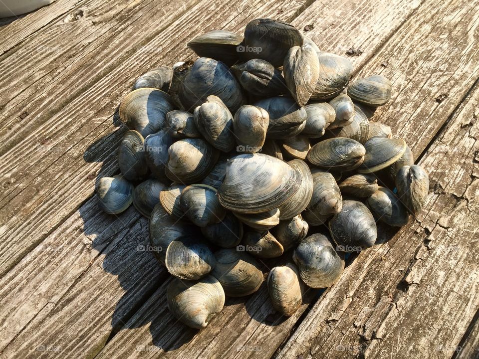 Long Island Clams