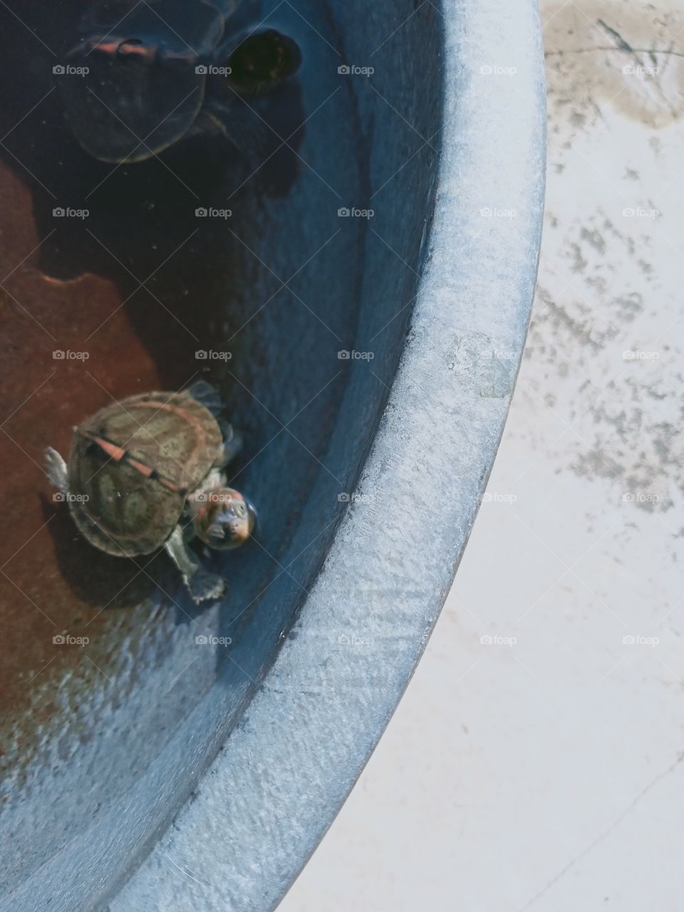 turtle 🐢  🐢
