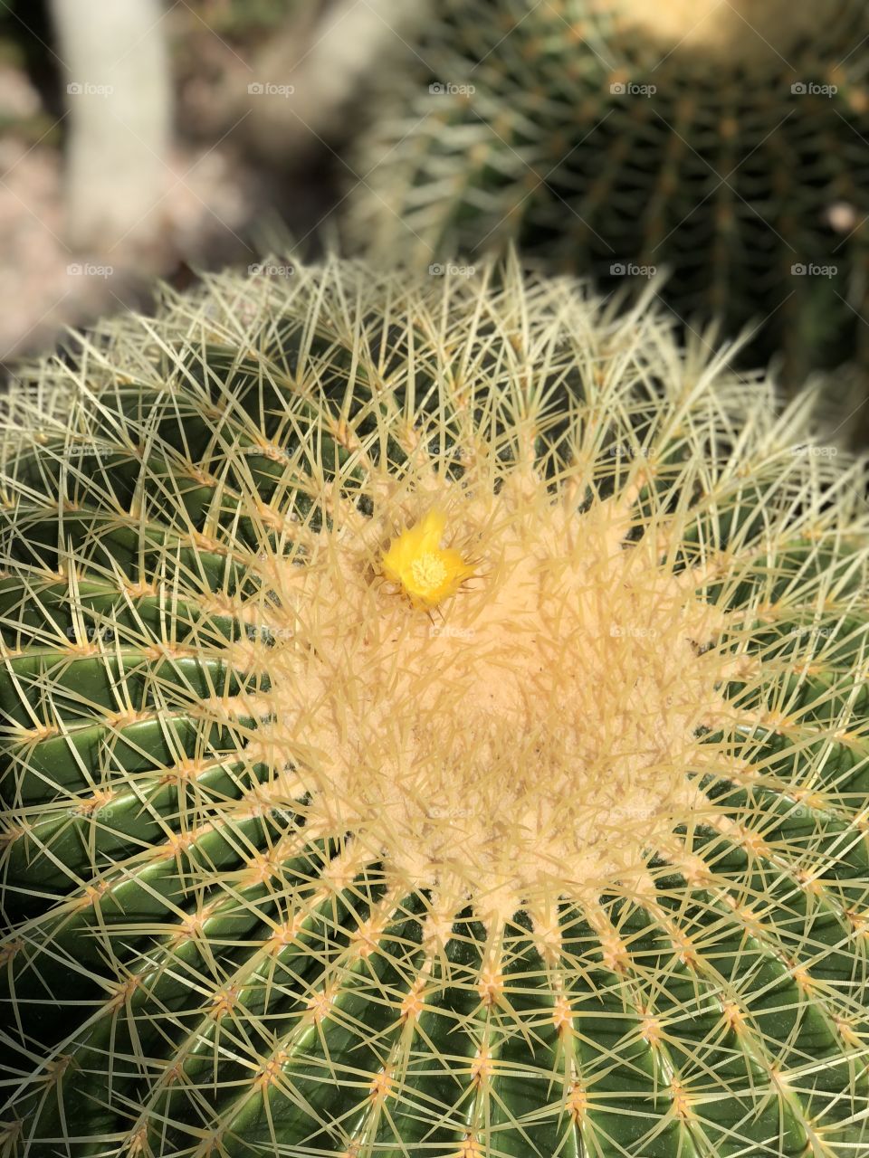 Shapes, circular shape on a cactus 