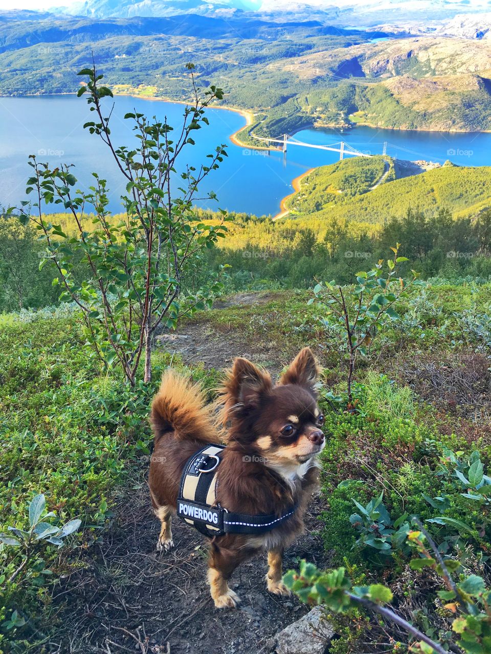 Kira the Chihuahua mountain hiking. Rough dog. ❤️