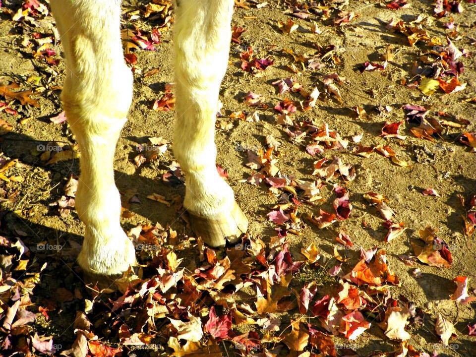 Horse hooves 