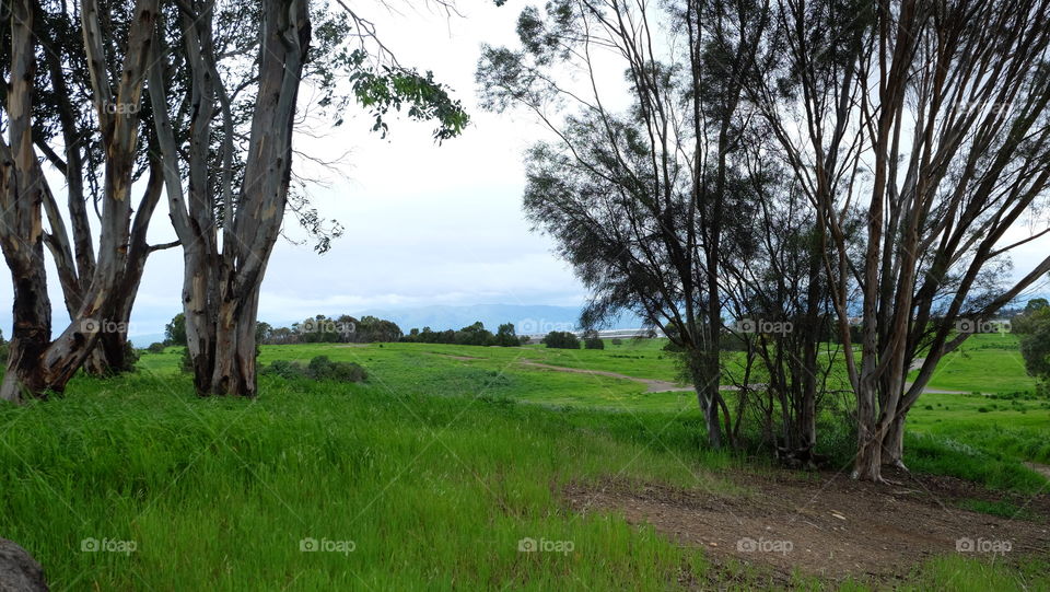 Trees on a green grassland