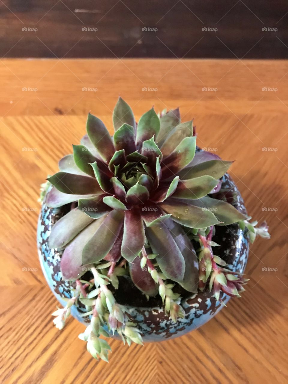 Giant green and purple blooming succulent plant on wooden table 