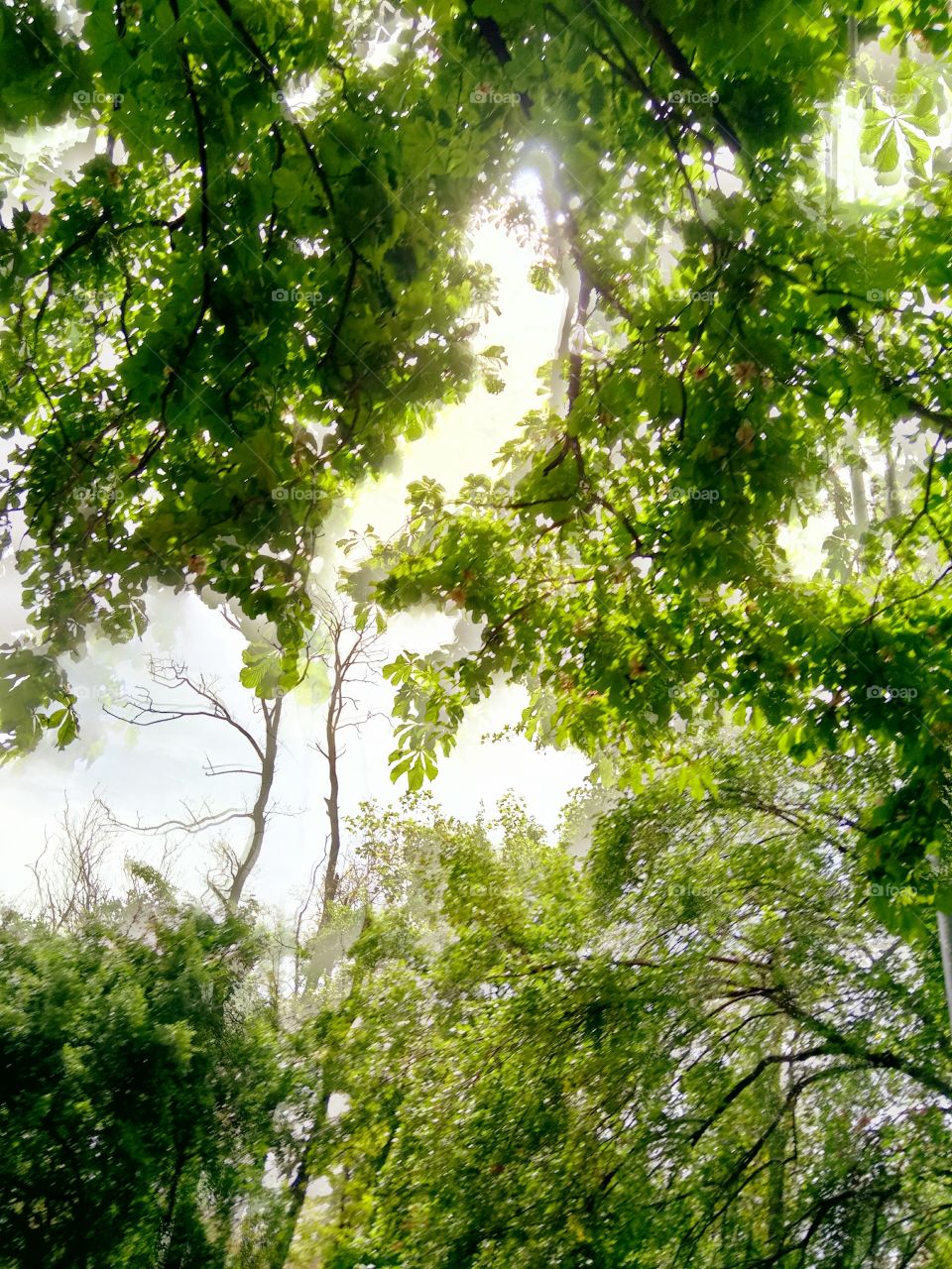 Leaf, Nature, Wood, Tree, Fair Weather