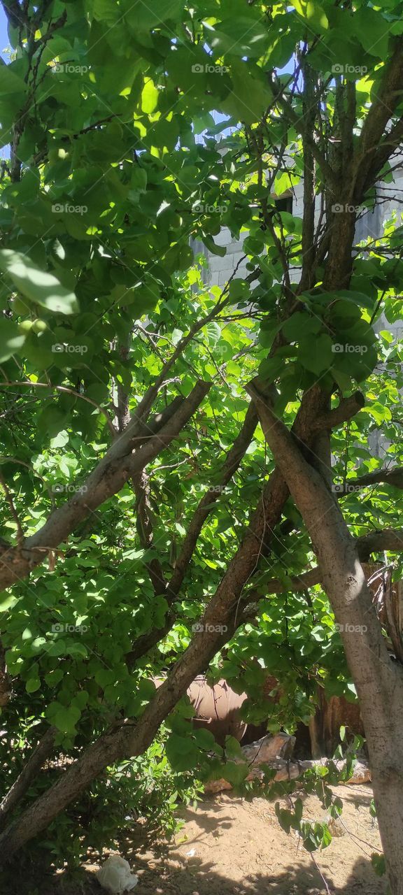 A cute cat and her little son