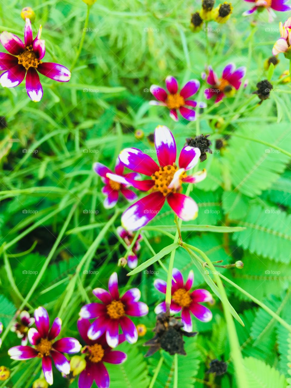 A little pop of color!