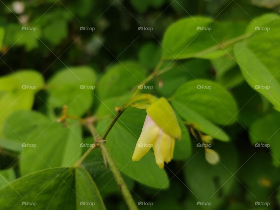 മന്ദാരം